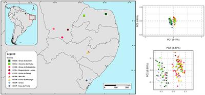 High genetic connectivity among large populations of Pteronotus gymnonotus in bat caves in Brazil and its implications for conservation